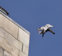 Falco peregrinus