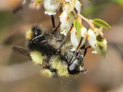 Criorhina