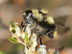 Criorhina