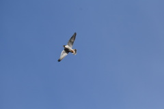 Falco peregrinus