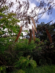 Albizia procera