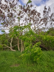 Albizia procera