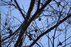 Polyclathra cucumerina