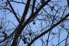 Polyclathra cucumerina