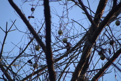Polyclathra cucumerina