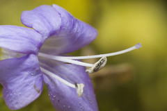 Barleria obtusa