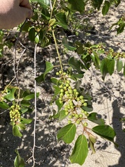 Colubrina arborescens