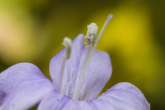 Barleria obtusa