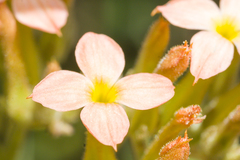 Kalanchoe