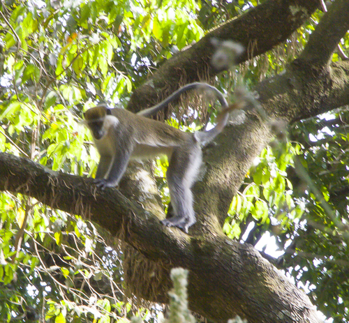 Grivet Monkey