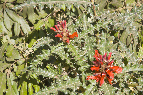 Acanthus sennii