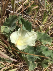 Calystegia subacaulis subacaulis