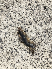 Scolopendra mutilans