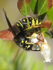 Vespula acadica