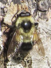 Criorhina