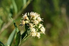 Baccharis punctulata