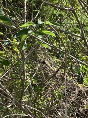 Myiarchus antillarum