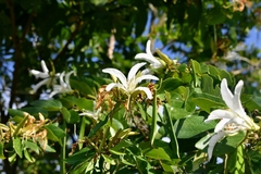 Bauhinia forficata