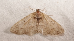 Paradarisa consonaria