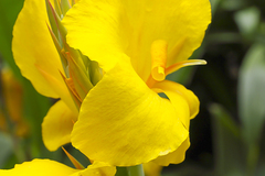 Canna flaccida