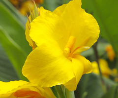 Canna flaccida
