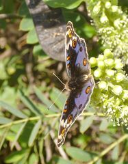 Junonia orithya