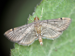 Salbia