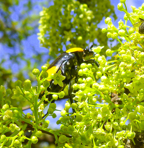 Pachnoda abyssinica