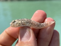 Bathygobius antilliensis