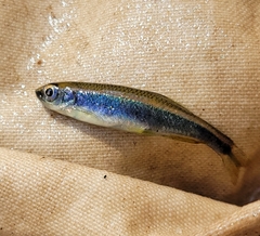 Pteronotropis hypselopterus