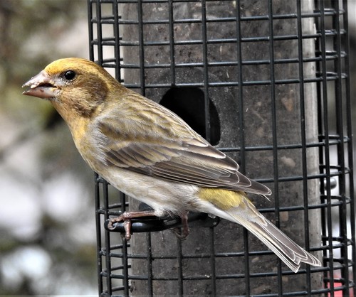 Purple Finch, Forest Grove, OR 97116, USA, photo 8 of 10