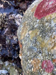 Tripoplax regularis