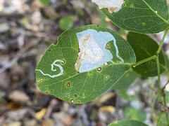 Eucosmophora pithecellobiae