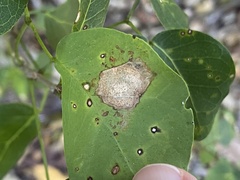 Eucosmophora pithecellobiae