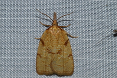 Sparganothis umbrana