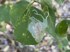 Eucosmophora pithecellobiae