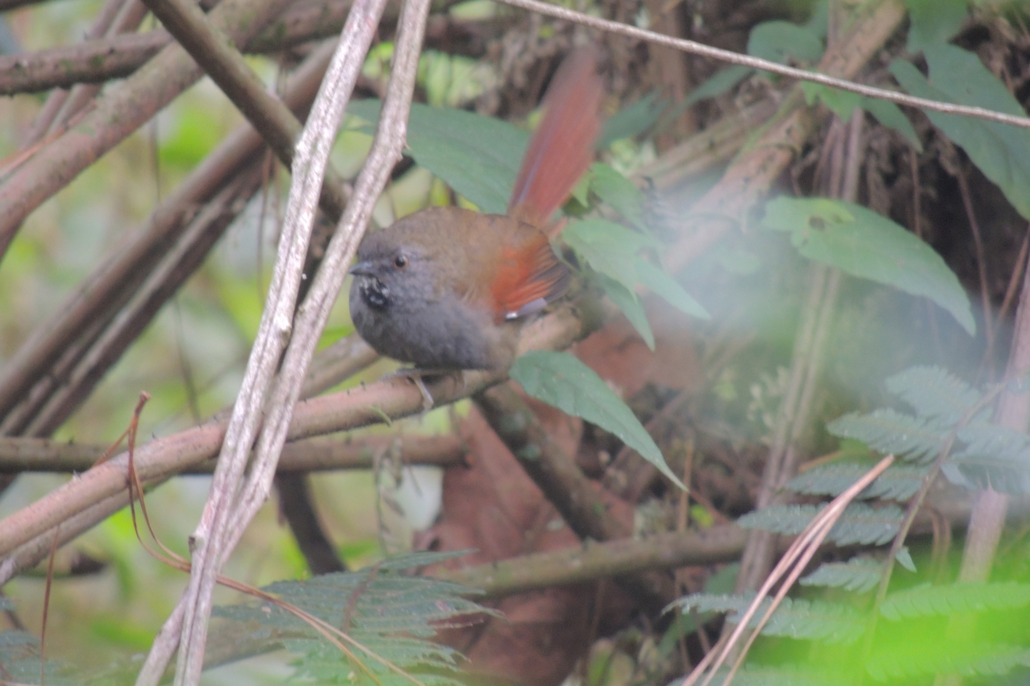 Grey-bellied Spinetail (Synallaxis cinerascens)