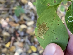 Eucosmophora pithecellobiae