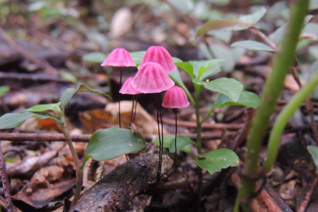 Marasmius haematocephalus · March 2022 · photo: © williamborges (iNaturalist, CC)