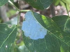 Eucosmophora pithecellobiae