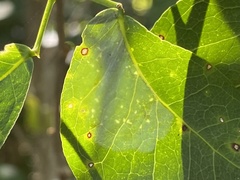 Eucosmophora pithecellobiae