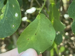 Eucosmophora pithecellobiae