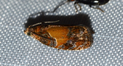 Olethreutes osmundana