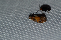 Olethreutes osmundana