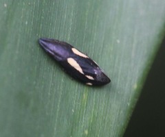 Capnodistes arietarius