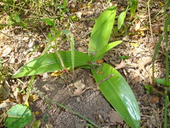 Chloraea membranacea