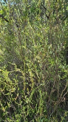 Baeckea diosmifolia
