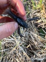 Distocambarus crockeri