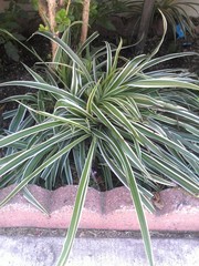 Carex oshimensis