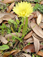 Pyrrhopappus carolinianus image